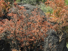Acer monspessulanum