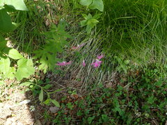 Dianthus superbus
