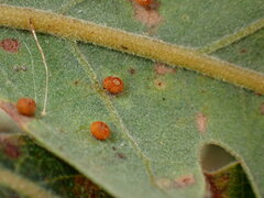 Neuroterus saltatorius