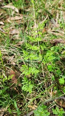 Cheilanthes sieberi sieberi
