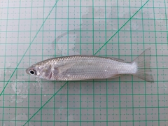 Mugilidae