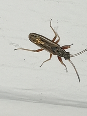 Paromius longulus