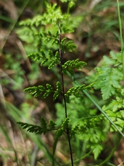 Cheilanthes sieberi sieberi