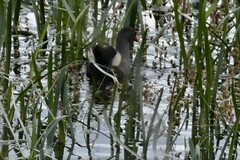 Gallinula tenebrosa