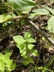 Mentha arvensis