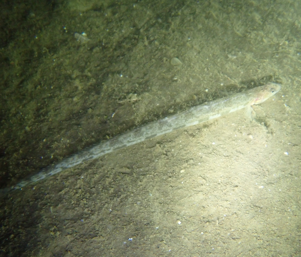 Snake Blenny