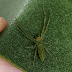 Cetratus rubropunctatus