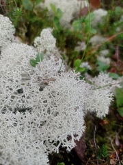 Cladonia stellaris