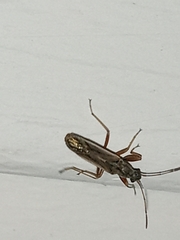 Paromius longulus