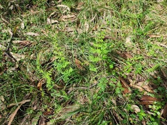 Cheilanthes sieberi sieberi