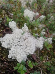 Cladonia stellaris