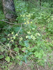 Bupleurum aureum