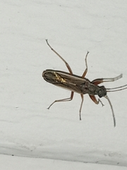 Paromius longulus