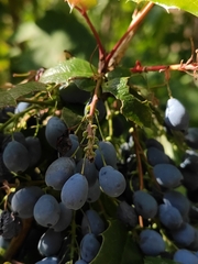 Berberis aquifolium