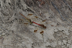 Sympetrum pedemontanum
