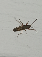 Paromius longulus