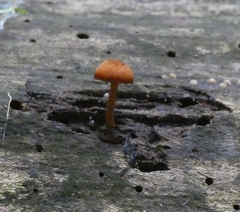 Gymnopilus ferruginosus