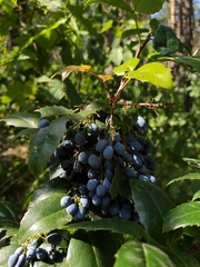 Berberis aquifolium