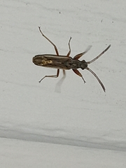 Paromius longulus