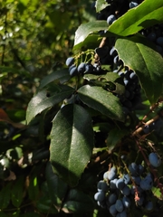 Berberis aquifolium