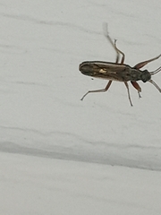 Paromius longulus