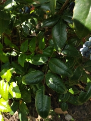 Berberis aquifolium