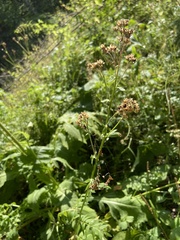 Polemonium caeruleum
