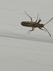 Paromius longulus
