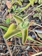 Coleus