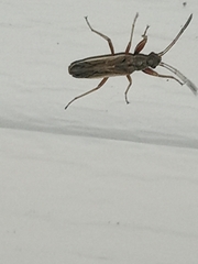 Paromius longulus