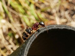 Camponotus ligniperda