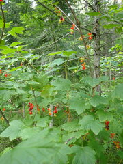 Ribes spicatum hispidulum