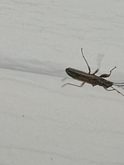 Paromius longulus