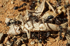 Iridomyrmex viridiaeneus