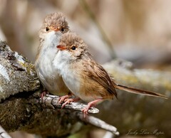 Malurus melanocephalus