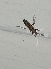 Paromius longulus