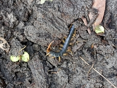 Cormocephalus westwoodi