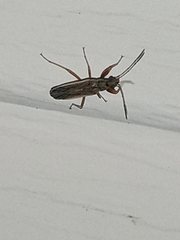 Paromius longulus