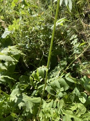 Polemonium caeruleum