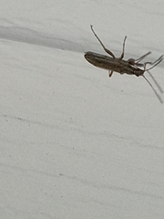 Paromius longulus