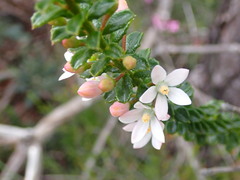 Philotheca hispidula