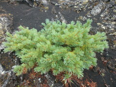 Pinus pumila