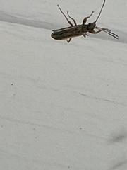 Paromius longulus