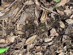 Bulbostylis capillaris