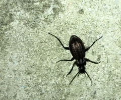Carabus granulatus