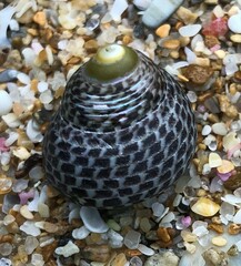 Chlorodiloma adelaidae