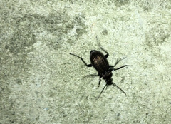 Carabus granulatus