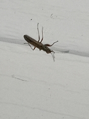 Paromius longulus