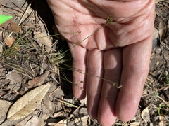 Bulbostylis capillaris