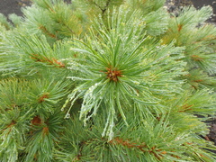 Pinus pumila